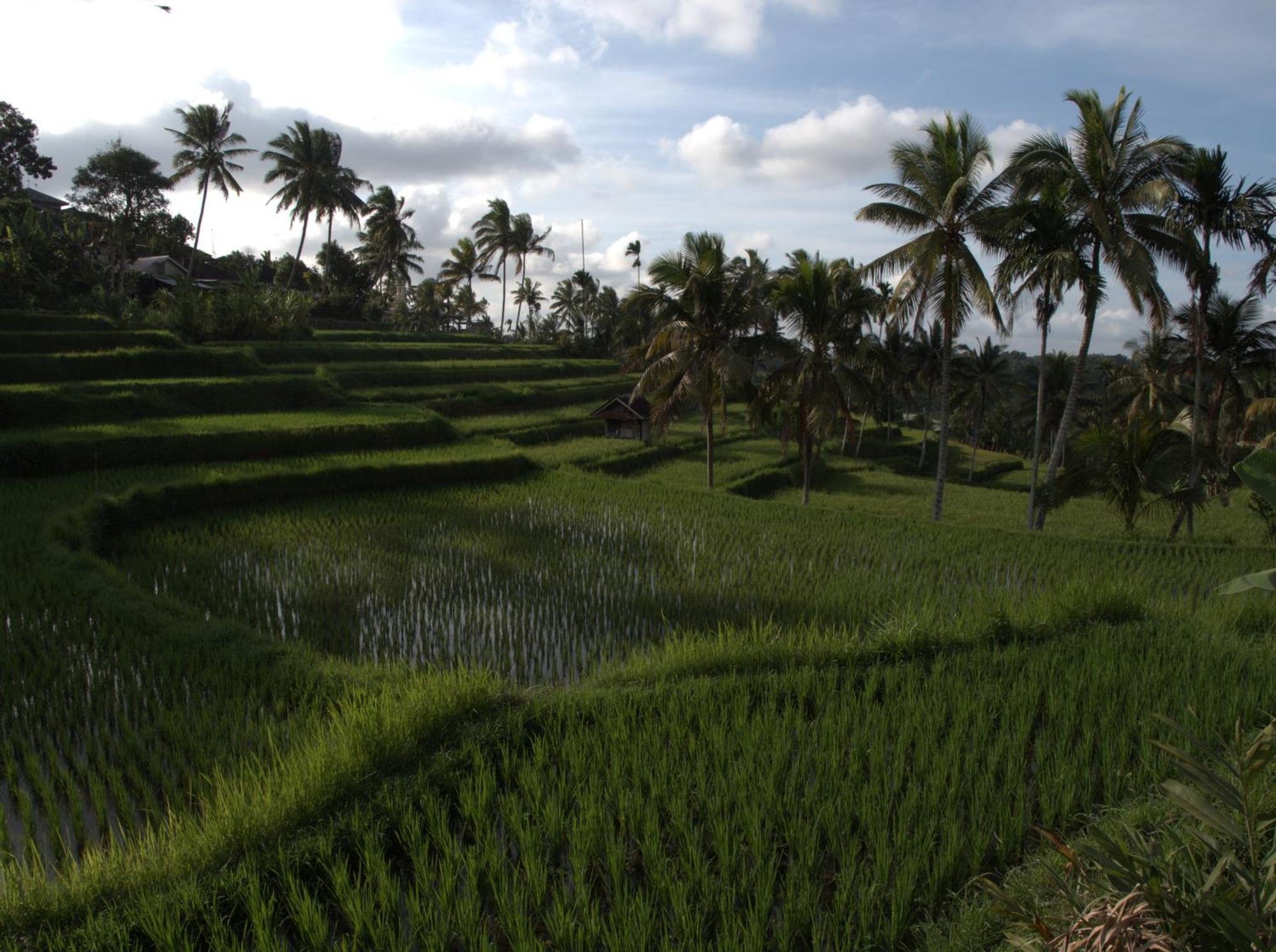 Tereng Wilis Jungle Inn Tetebatu Exteriér fotografie