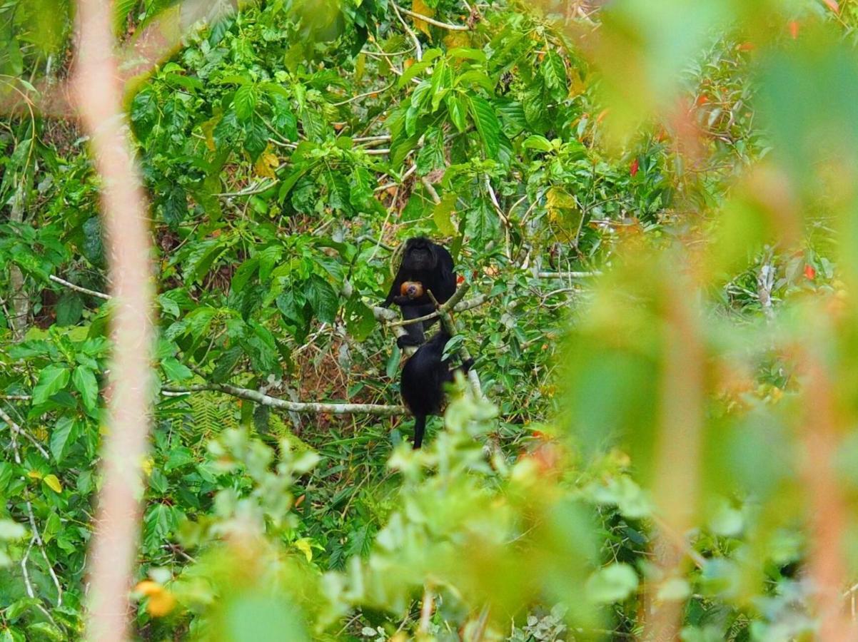 Tereng Wilis Jungle Inn Tetebatu Exteriér fotografie
